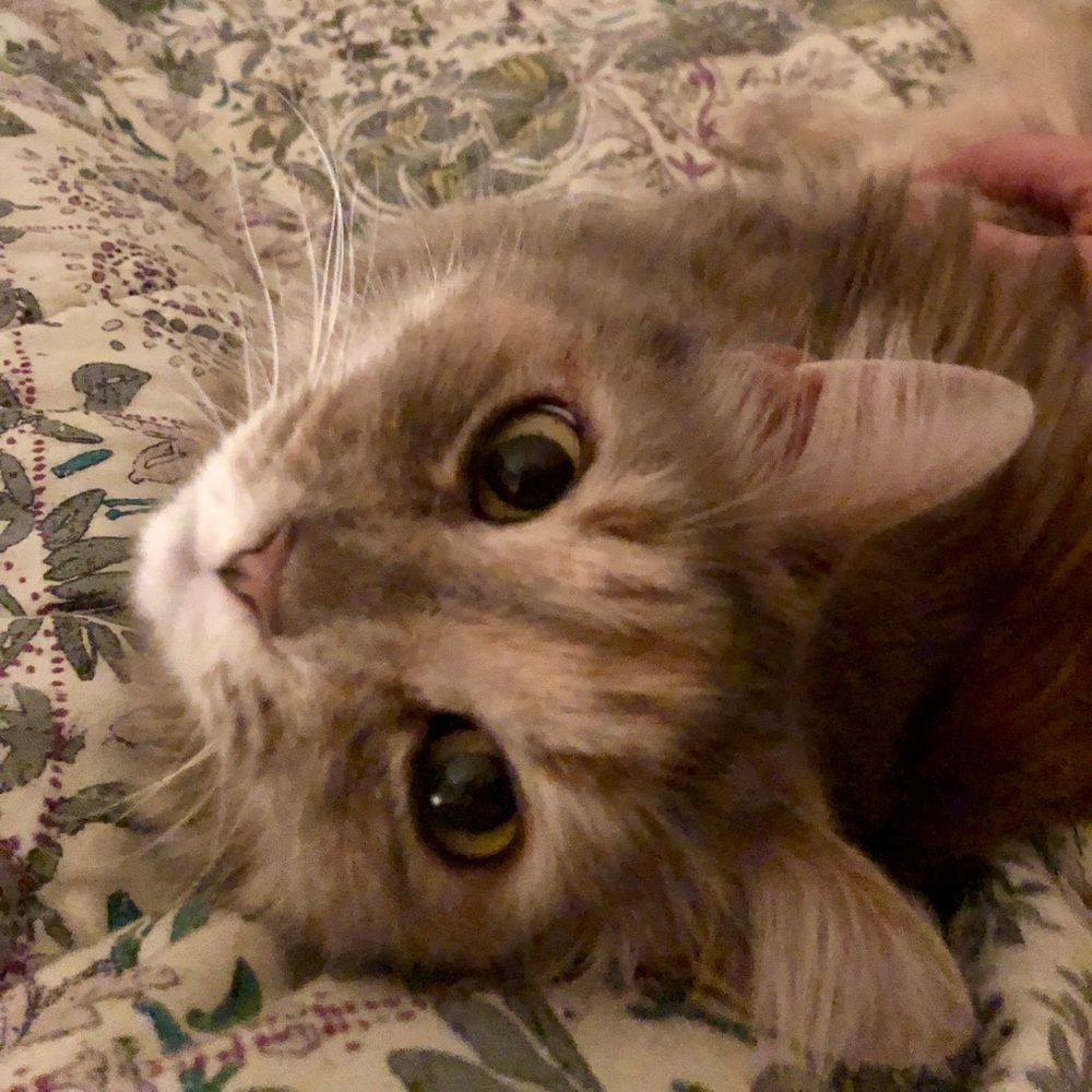 Meet your Posher, Shelly